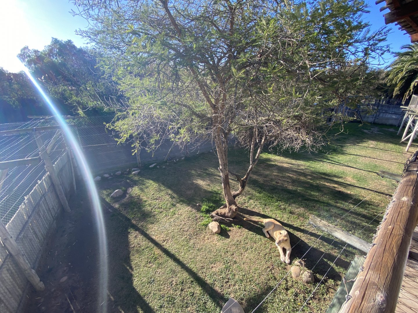 1st half of white lion enclosure