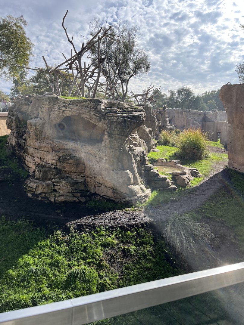 1st hamadryas baboon exhibit