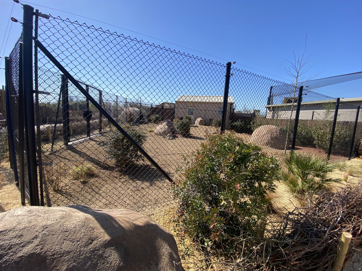 1st Kirk’s dik dik enclosure