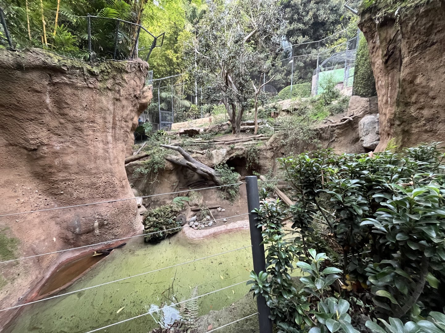 1st Malayan tiger exhibit