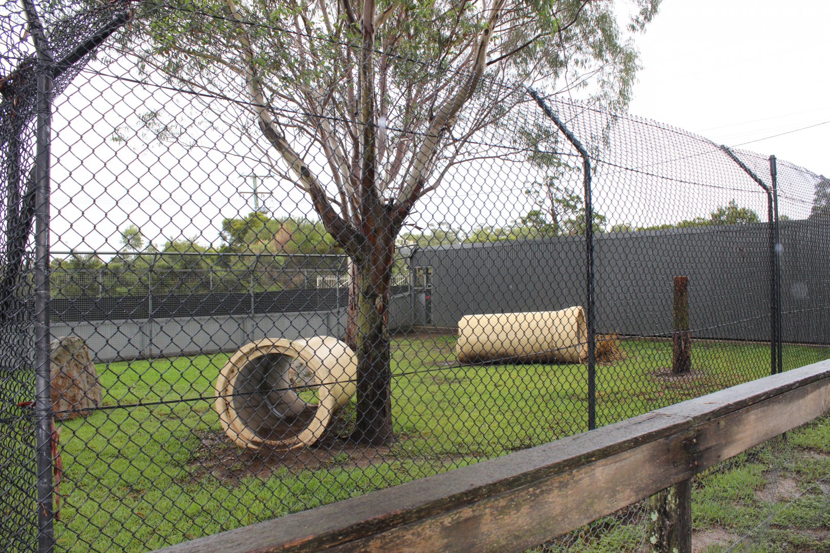 1st Maned Wolf enclosure