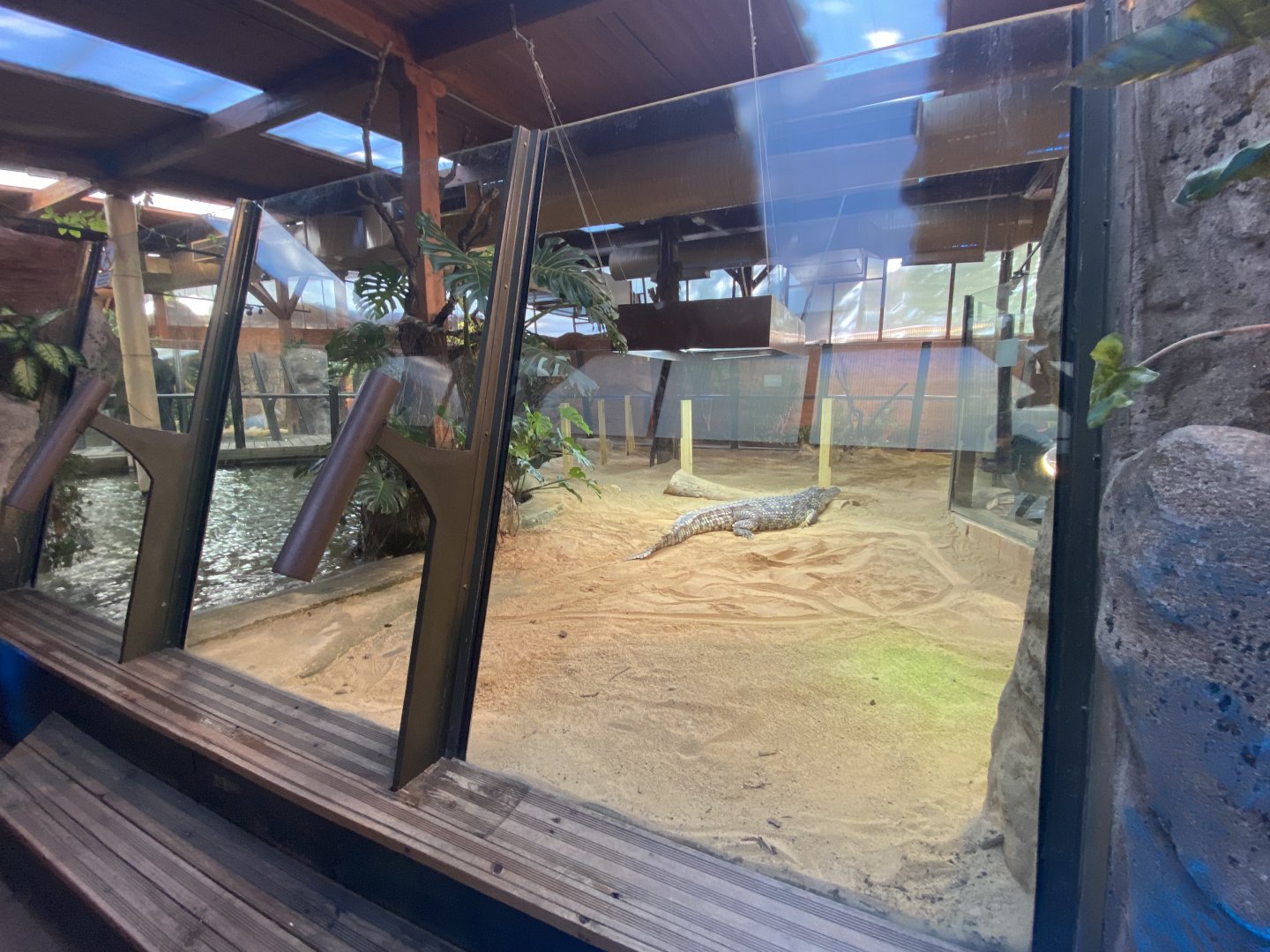 1st Nile crocodile enclosure