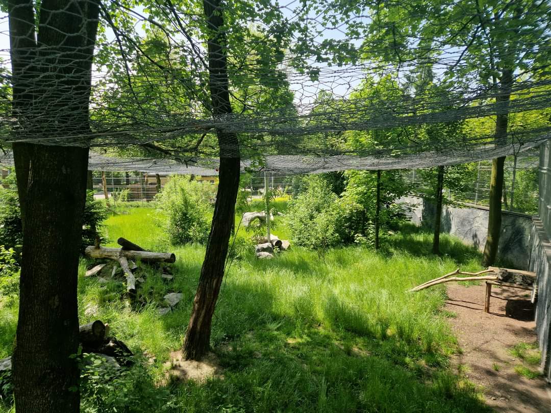 1st of 3 Snowleopard conected exhibits