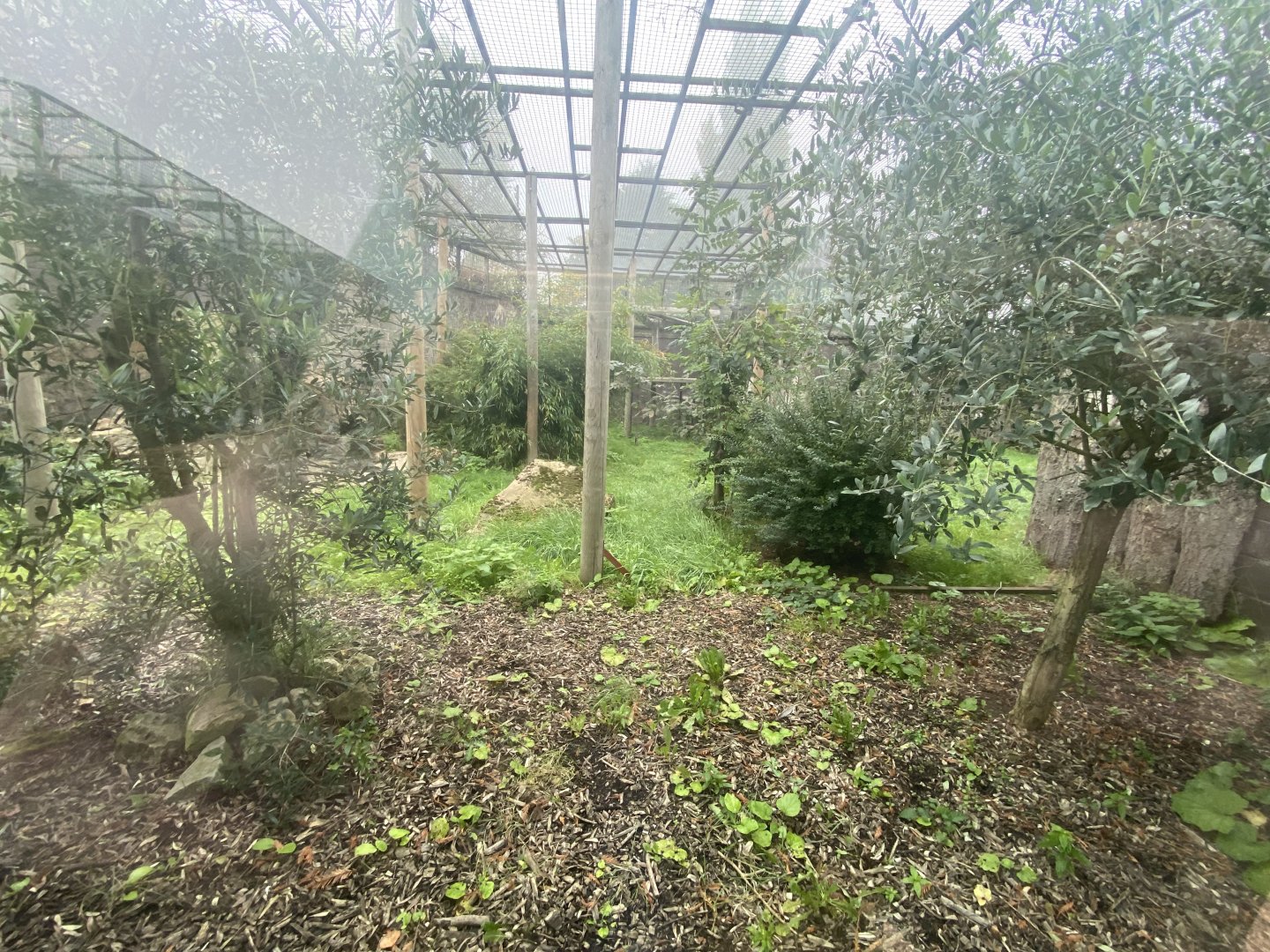 1st part of Amur leopard enclosure