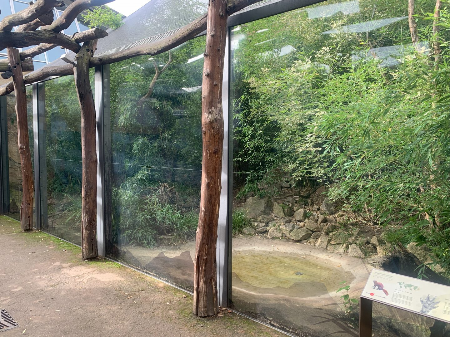 1st Ring-tailed Vontsira enclosure