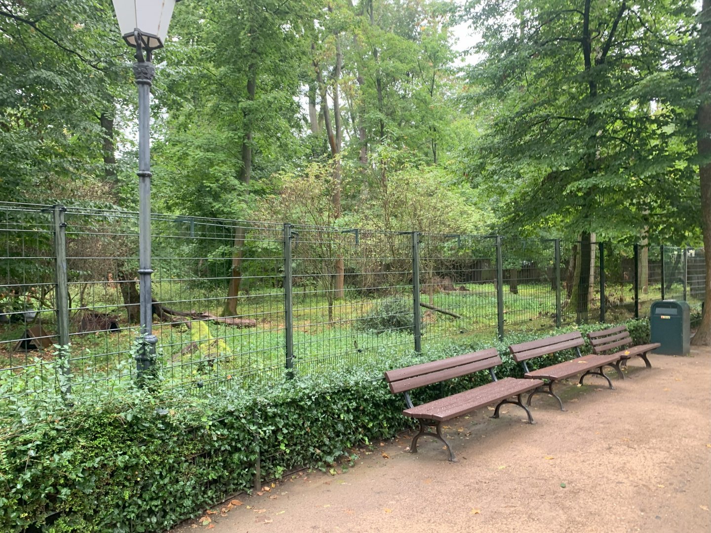 1st Siberian Musk Deer enclosure - Africa