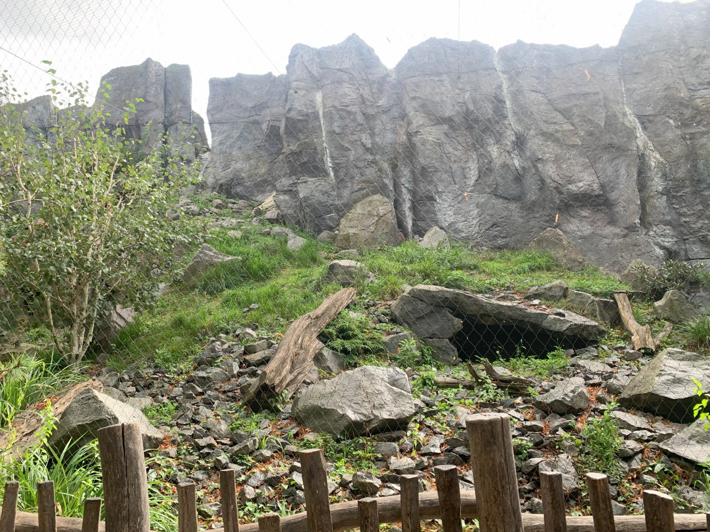 1st Snow Leopard enclosure - Himalayas