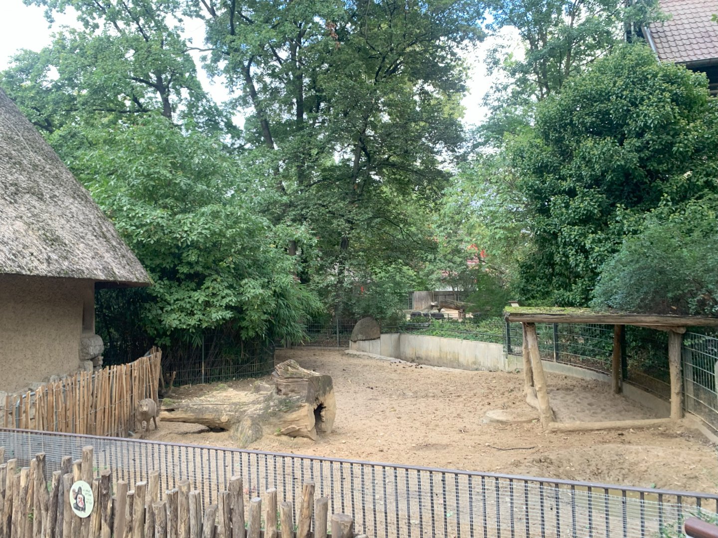1st Sulawesi Babirusa enclosure