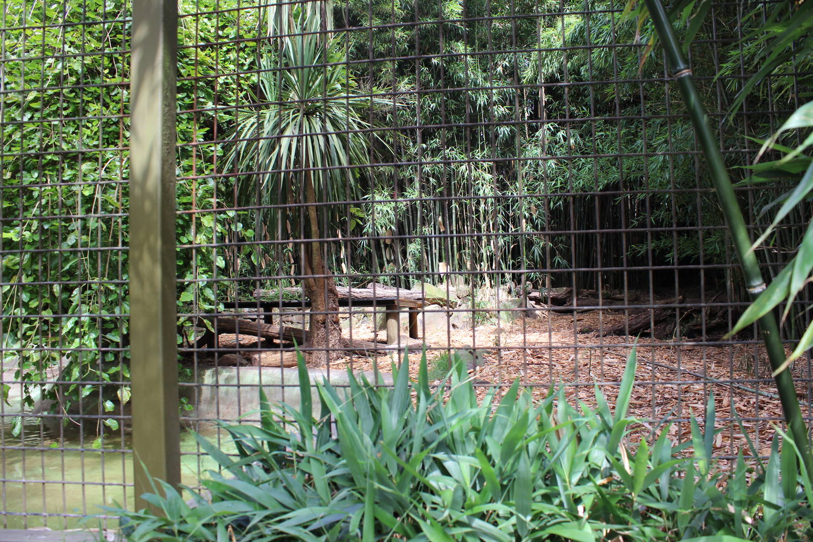 1st Tiger enclosure