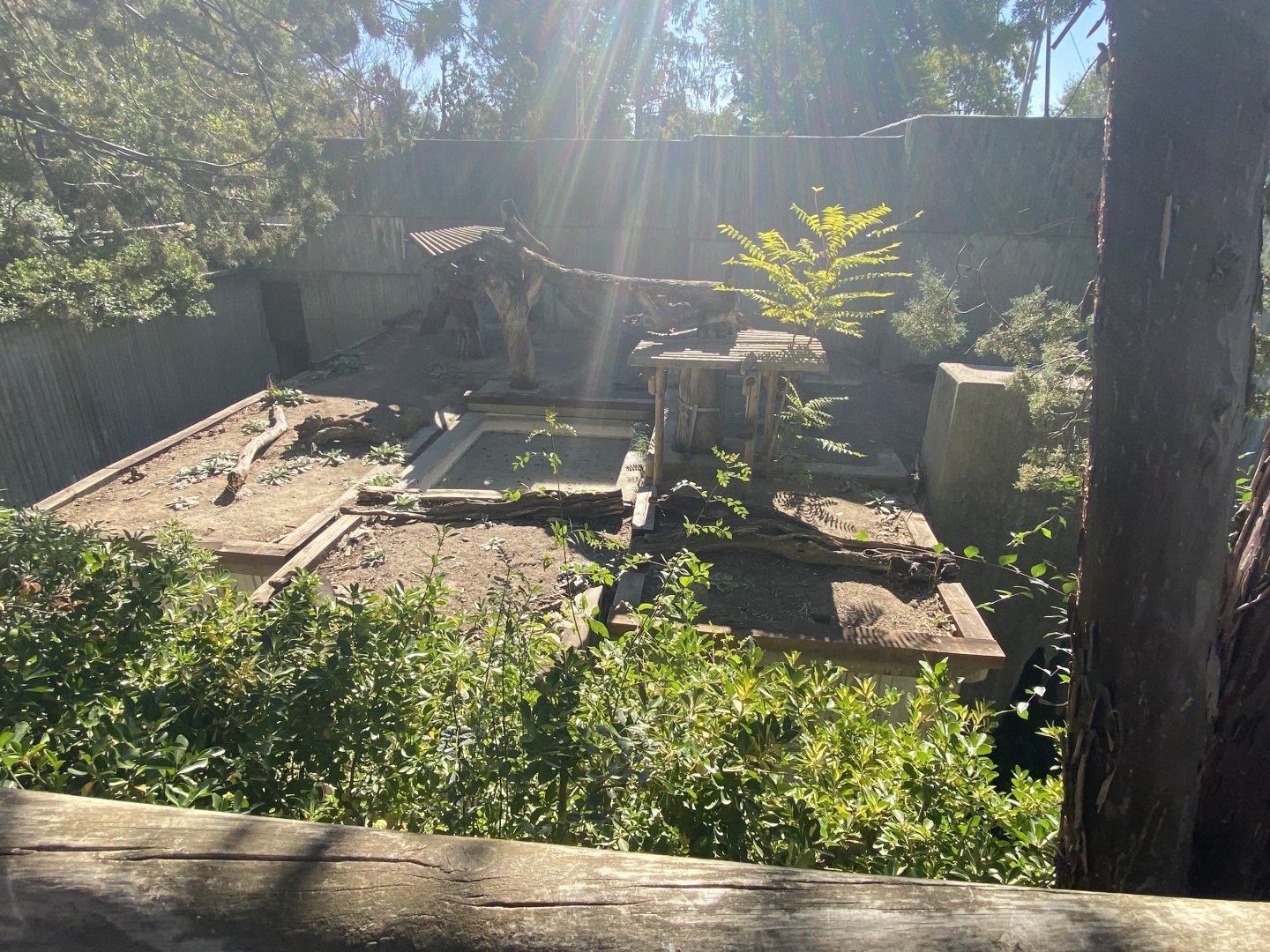 1st view of 1st sun bear enclosure