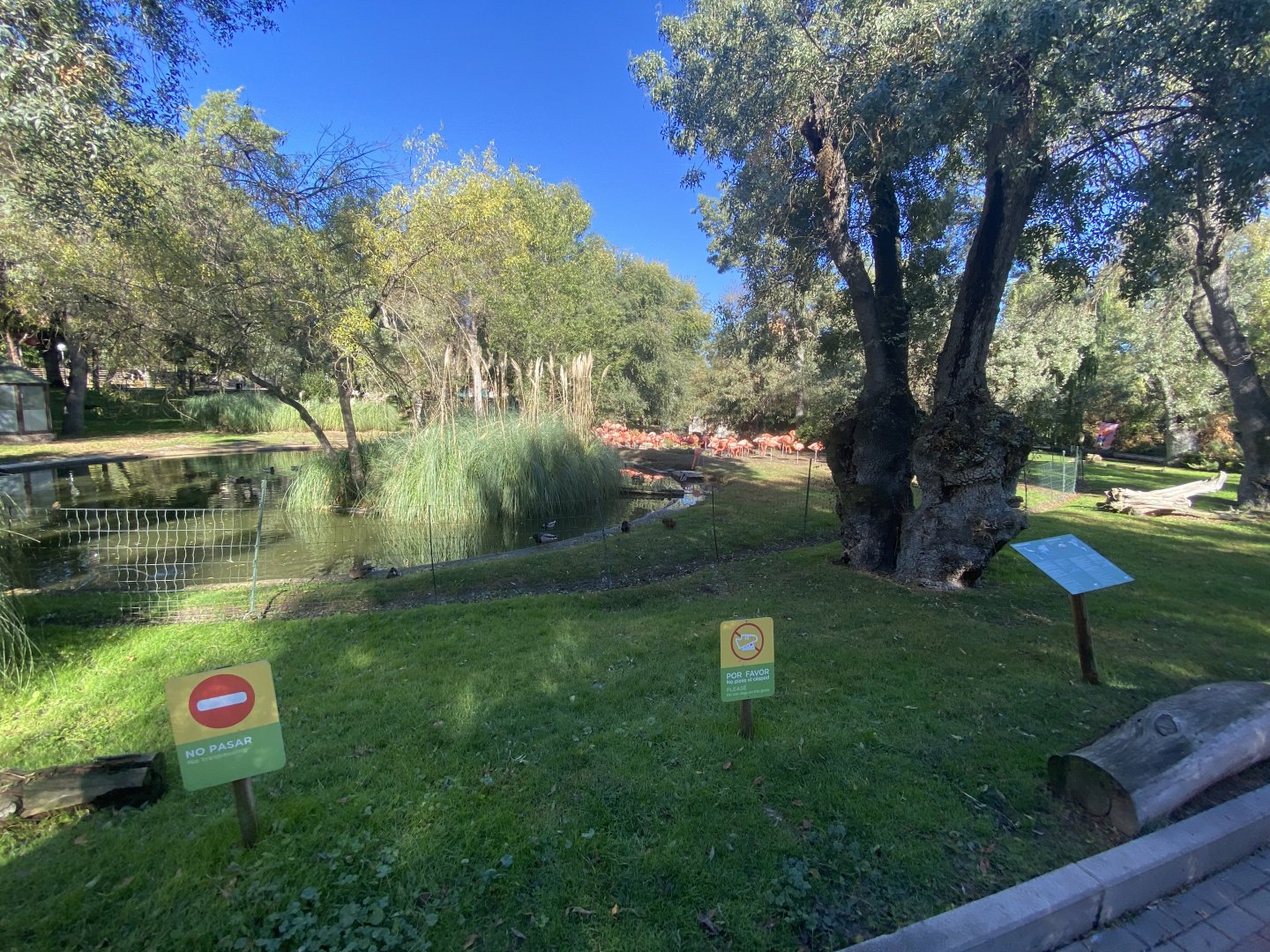 1st view of American flamingo enclosure