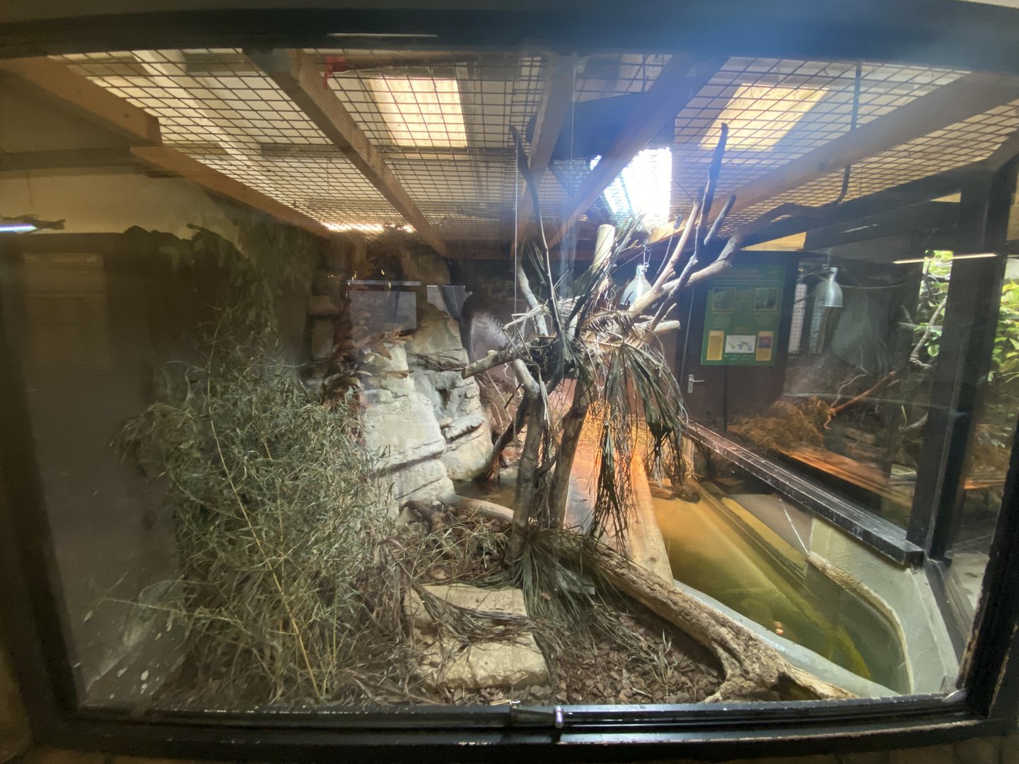 1st view of broad-snouted caiman enclosure