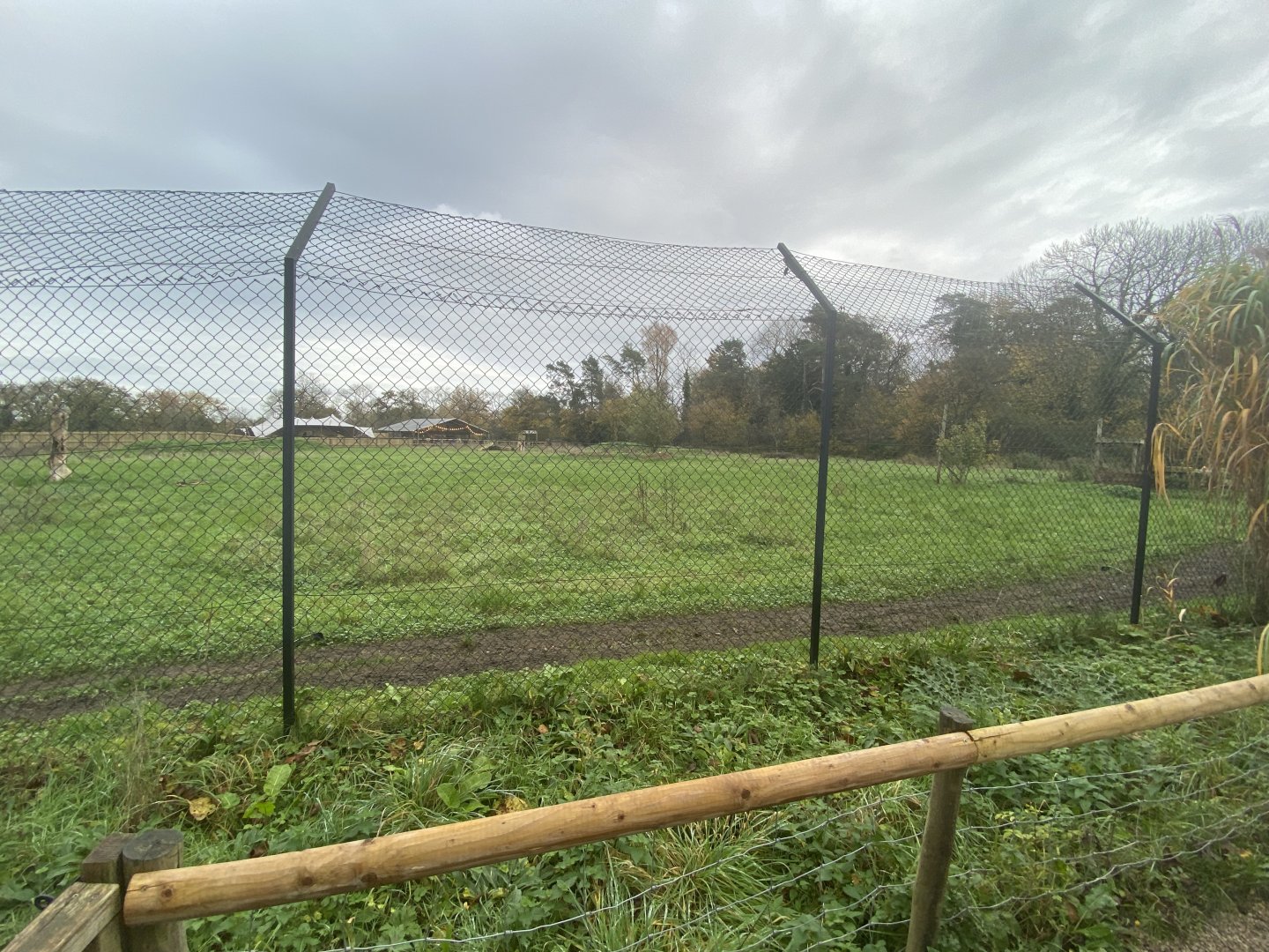 1st view of cheetah enclosure