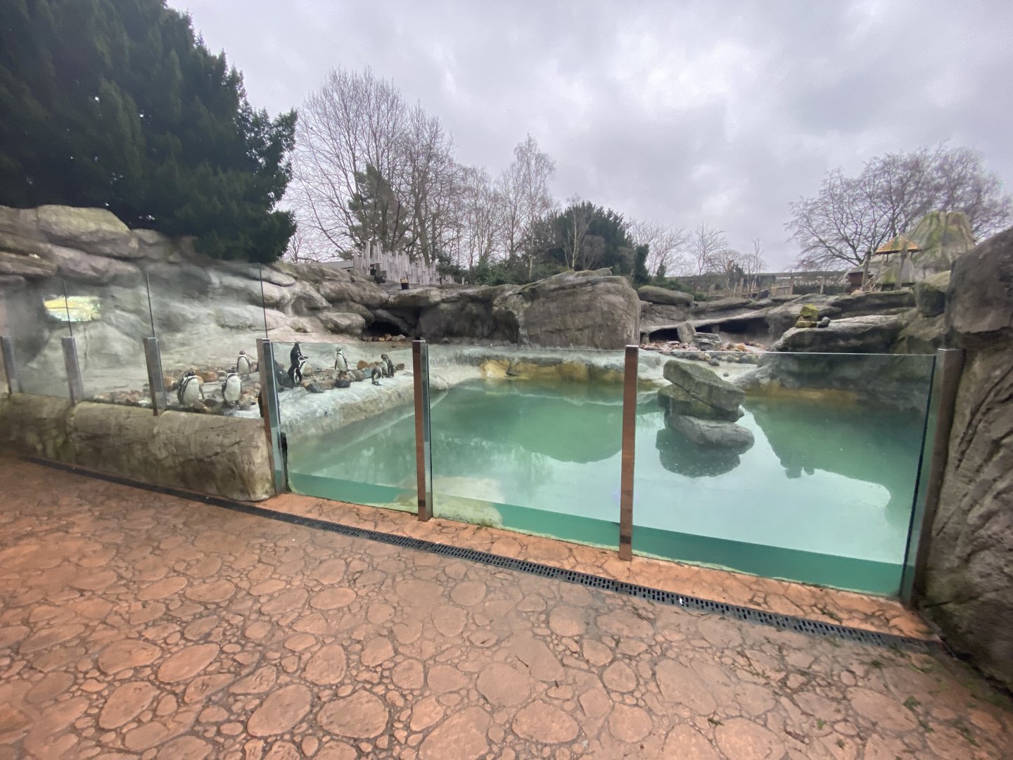 1st view of Humboldt penguin enclosure