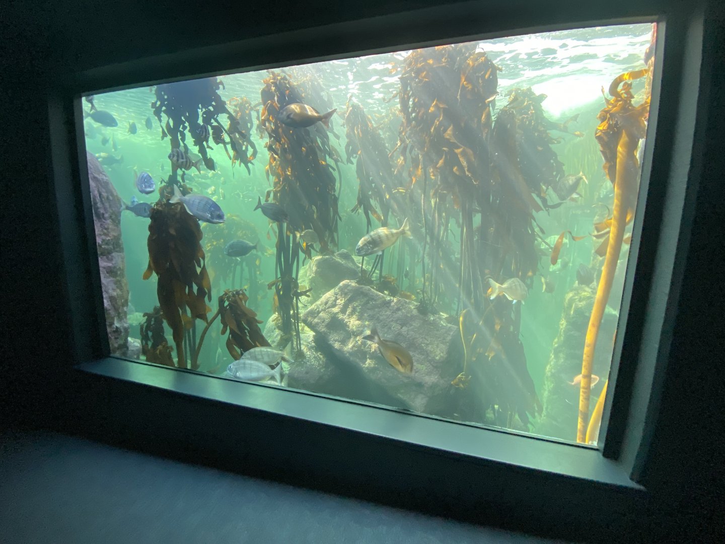 1st view of kelp aquarium