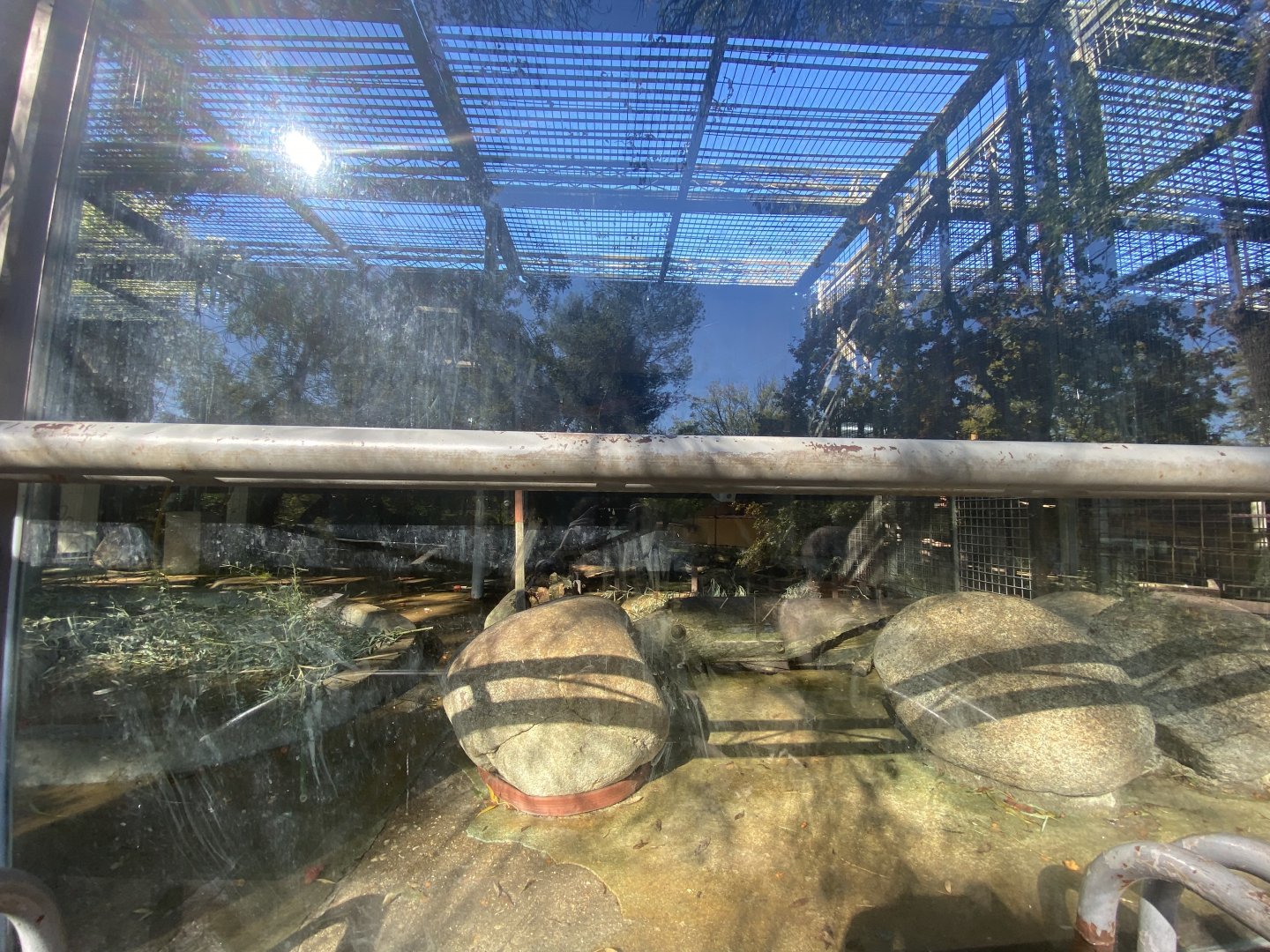 1st view of mandrill enclosure