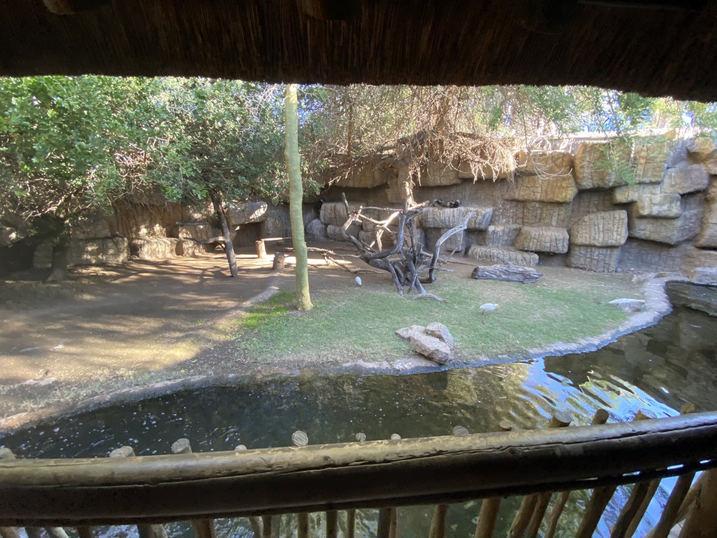 1st view of open topped Cape vulture and marabou enclosure