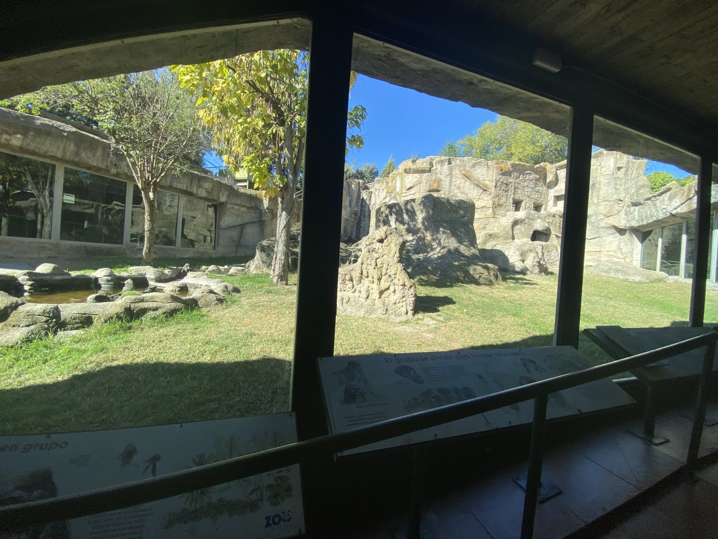 1st view of outdoor Western Lowland gorilla enclosure