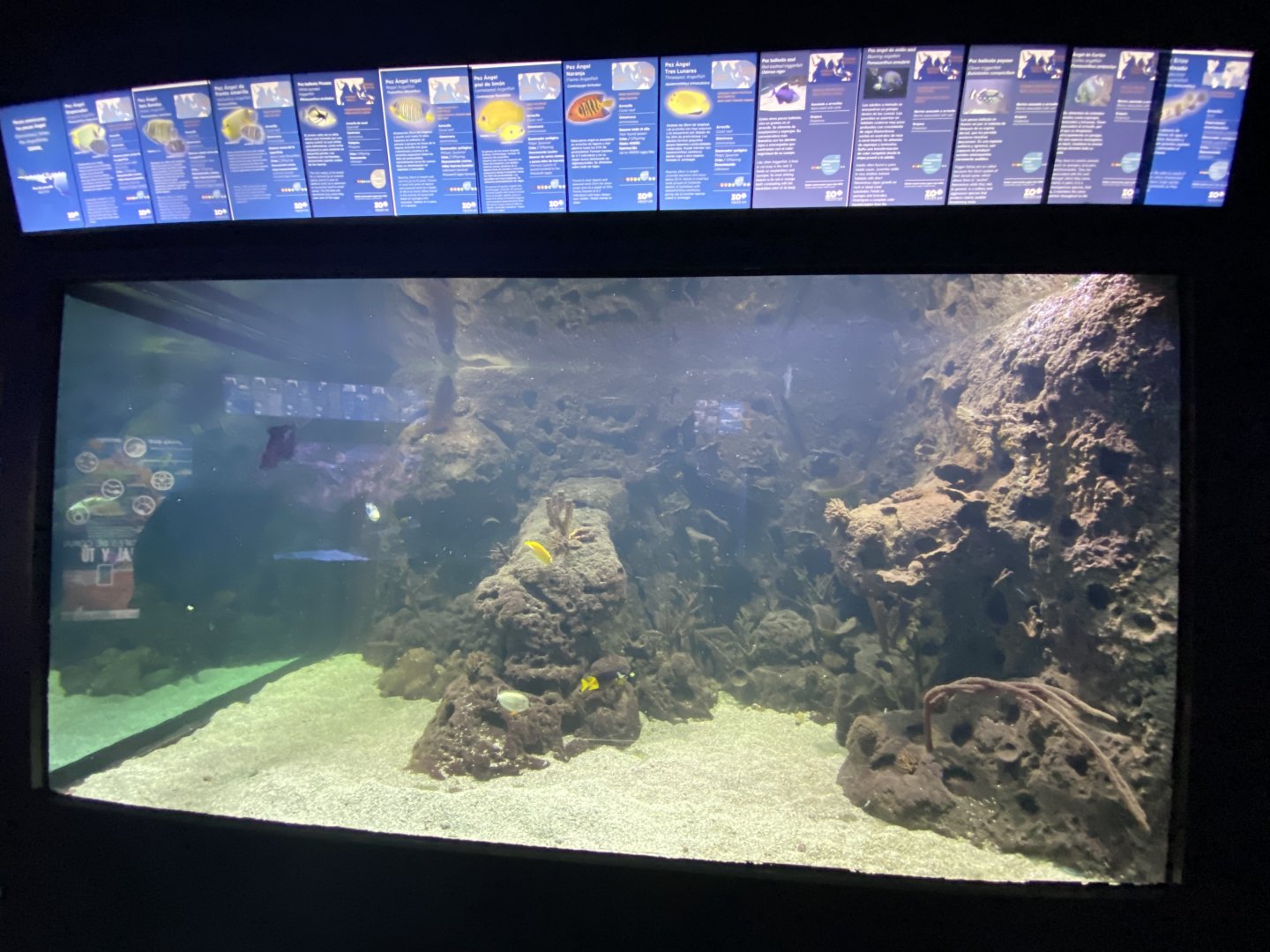 1st view of reef aquarium 5