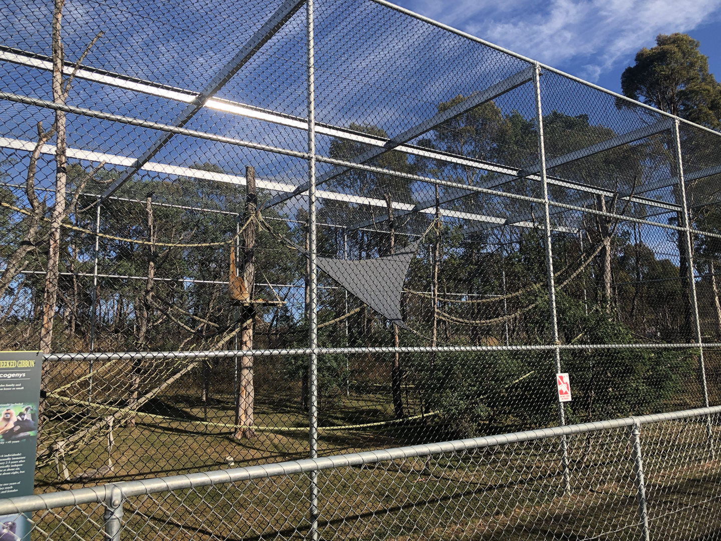 1st White-Cheeked Gibbon enclosure-Right hand size
