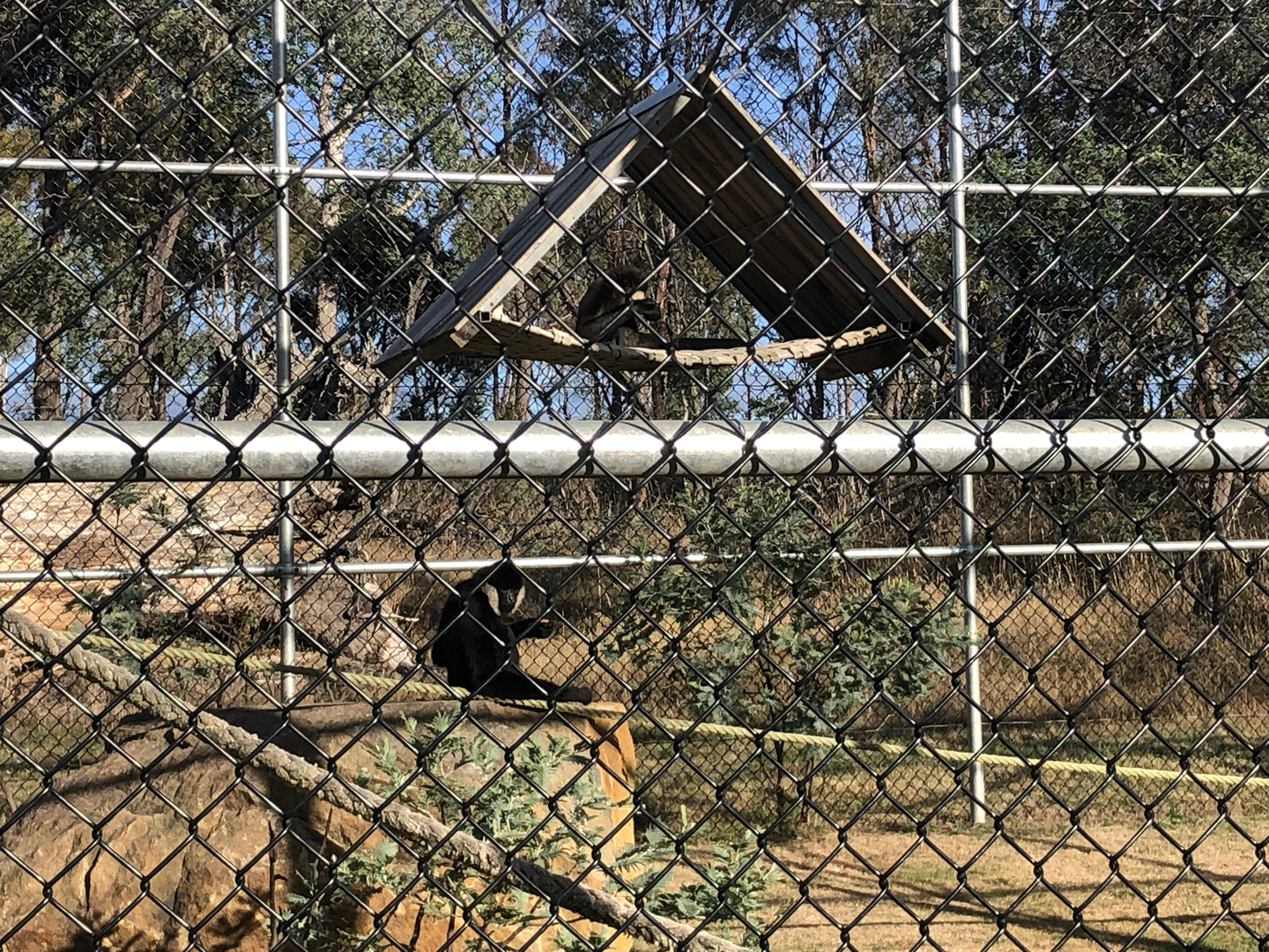 1st White-Cheeked Gibbon enclosure