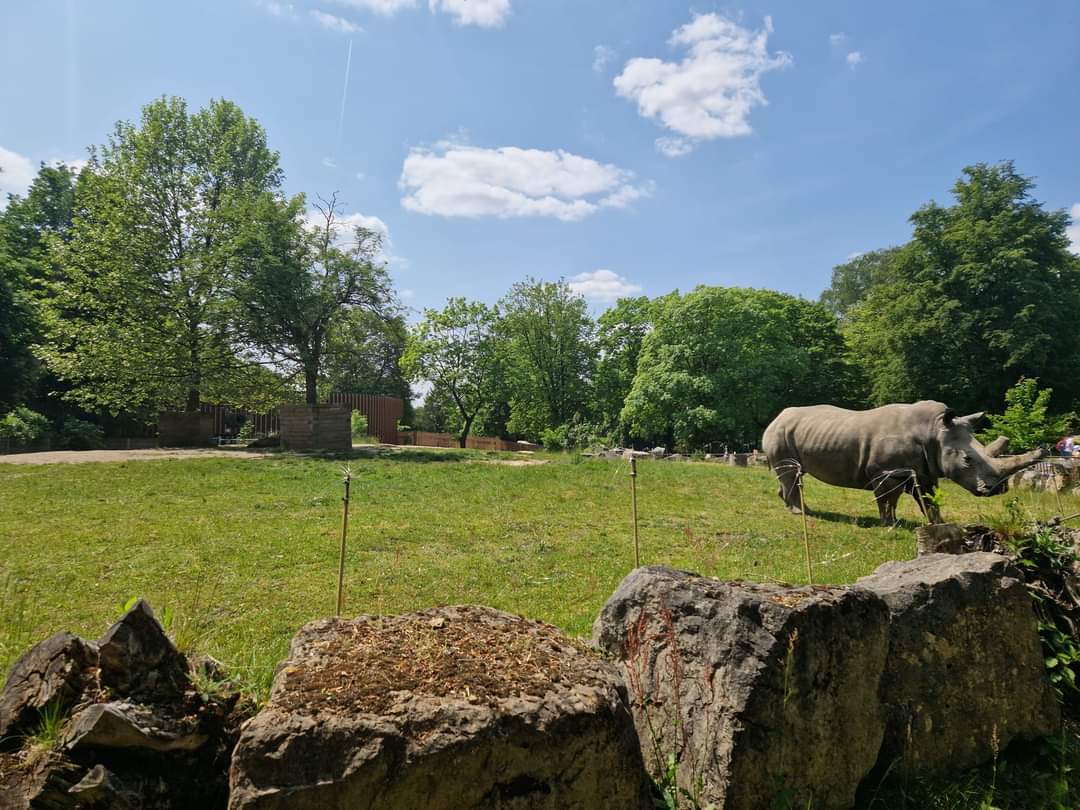 1st White Rhino exhibit