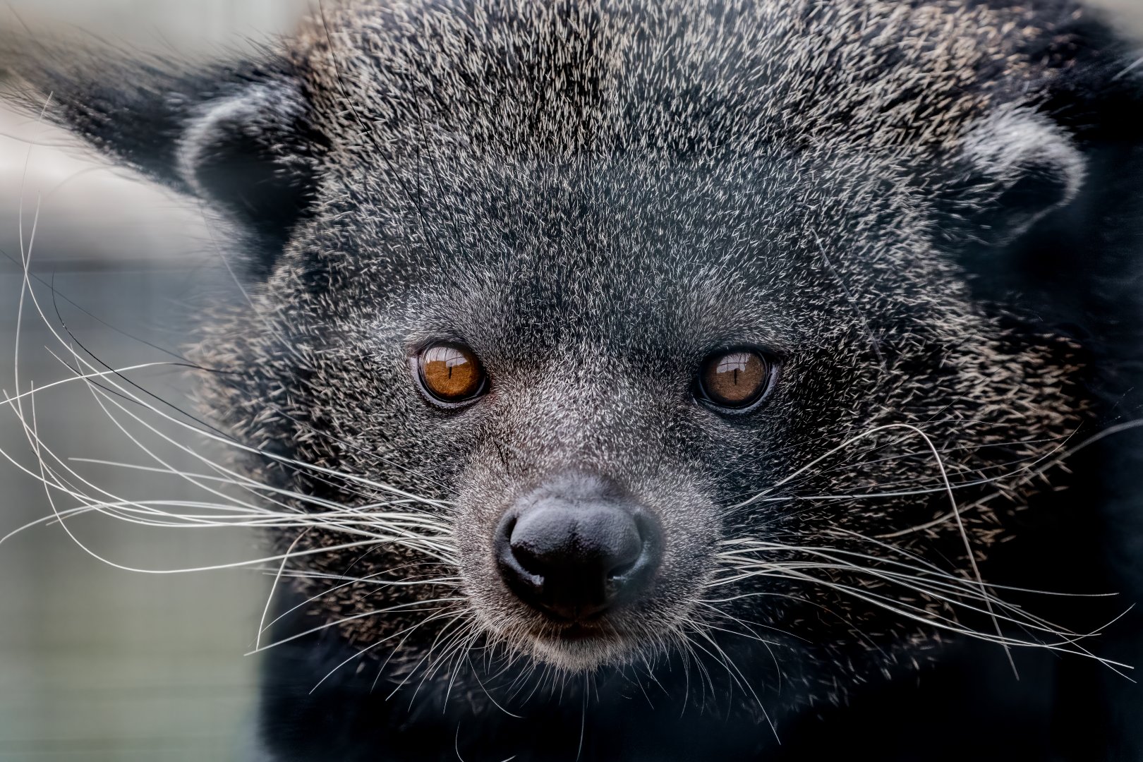 1yr old Javan Binturong / Hamerton / 28-9-20