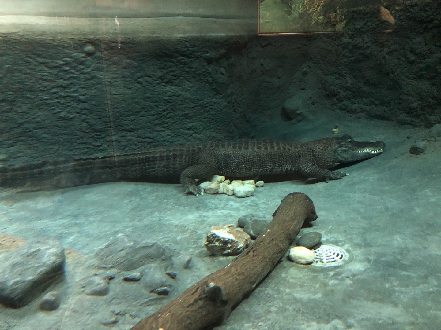 2/14/2019 - American Alligator