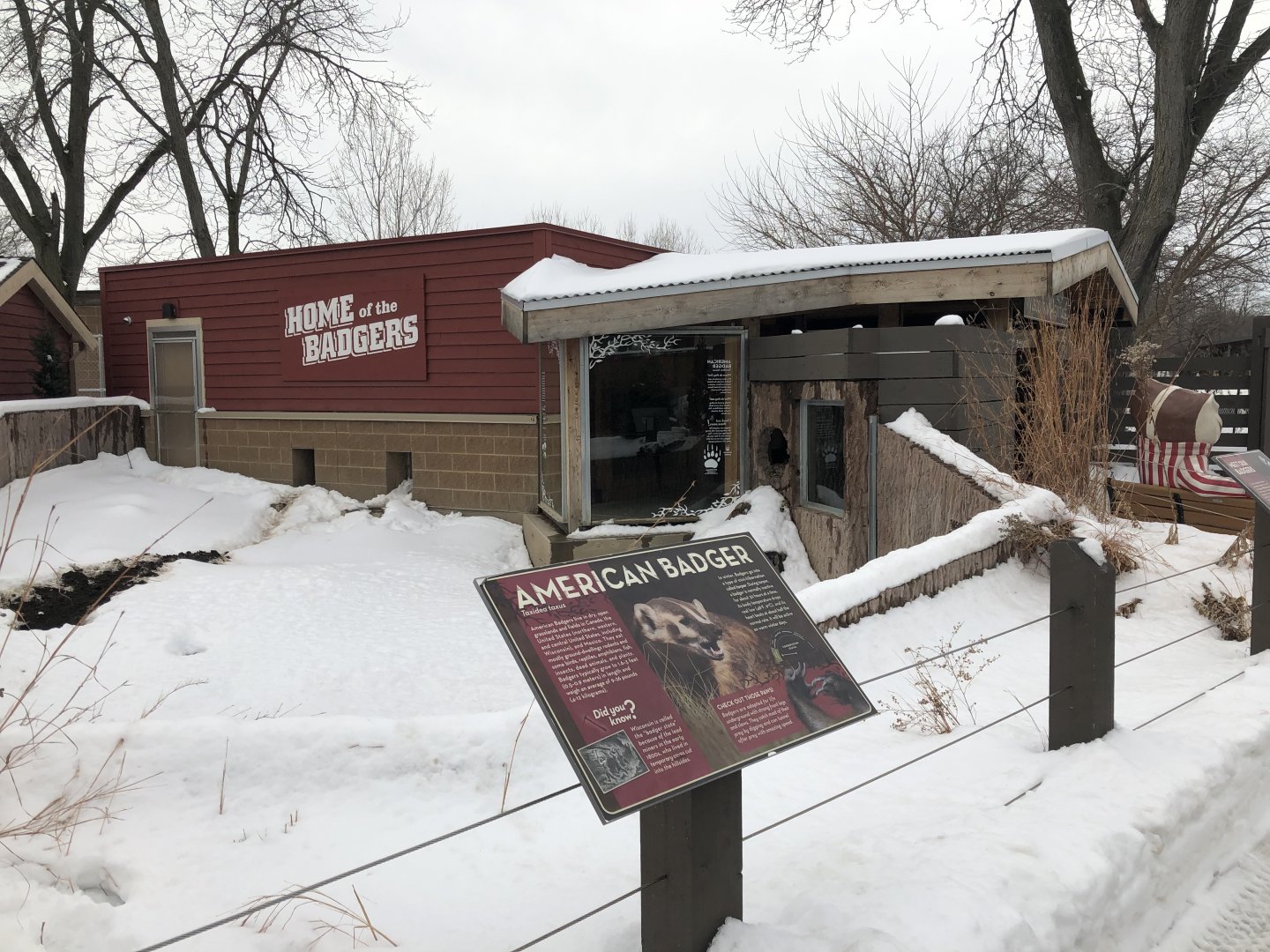 2/14/2019 - American Badger Exhibit