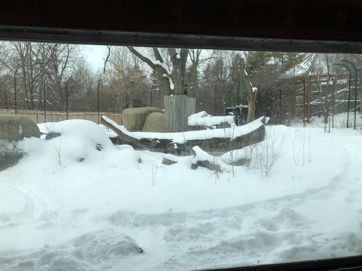 2/14/2019 - Amur Tiger Habitat