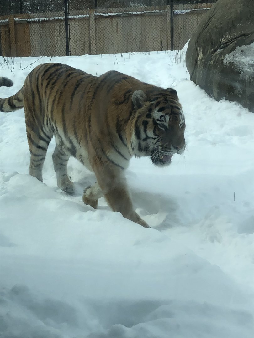 2/14/2019 - Amur Tiger