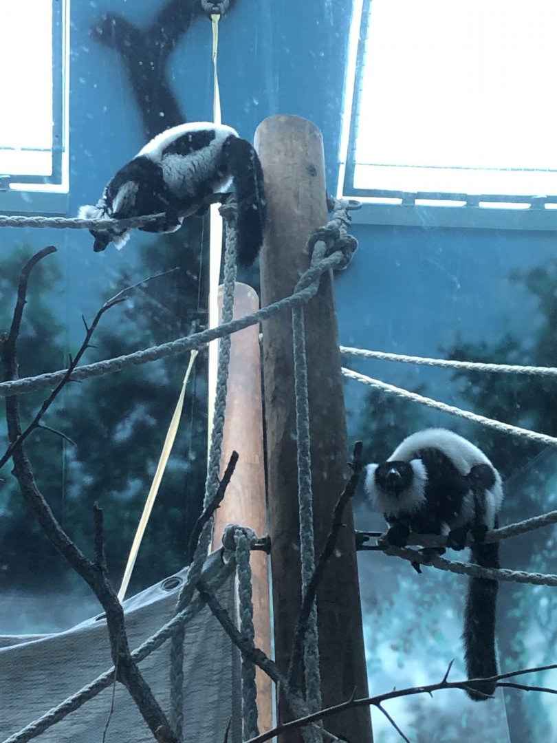 2/14/2019 - Black-and-White Ruffed Lemurs