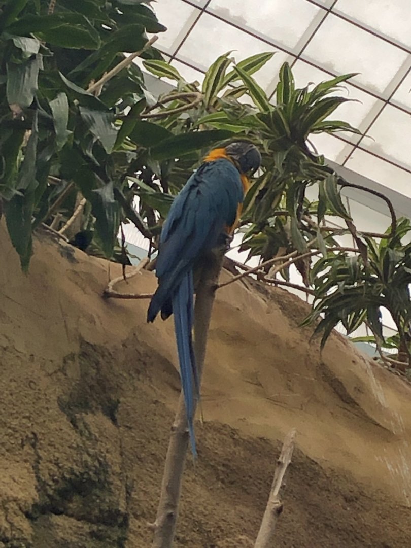 2/14/2019 - Blue-and-Yellow Macaw