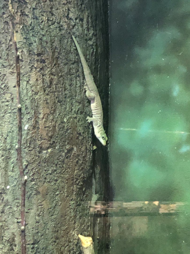 2/14/2019 - Day Gecko