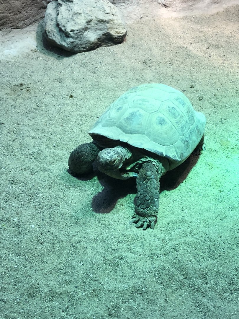 2/14/2019 - Desert Tortoise