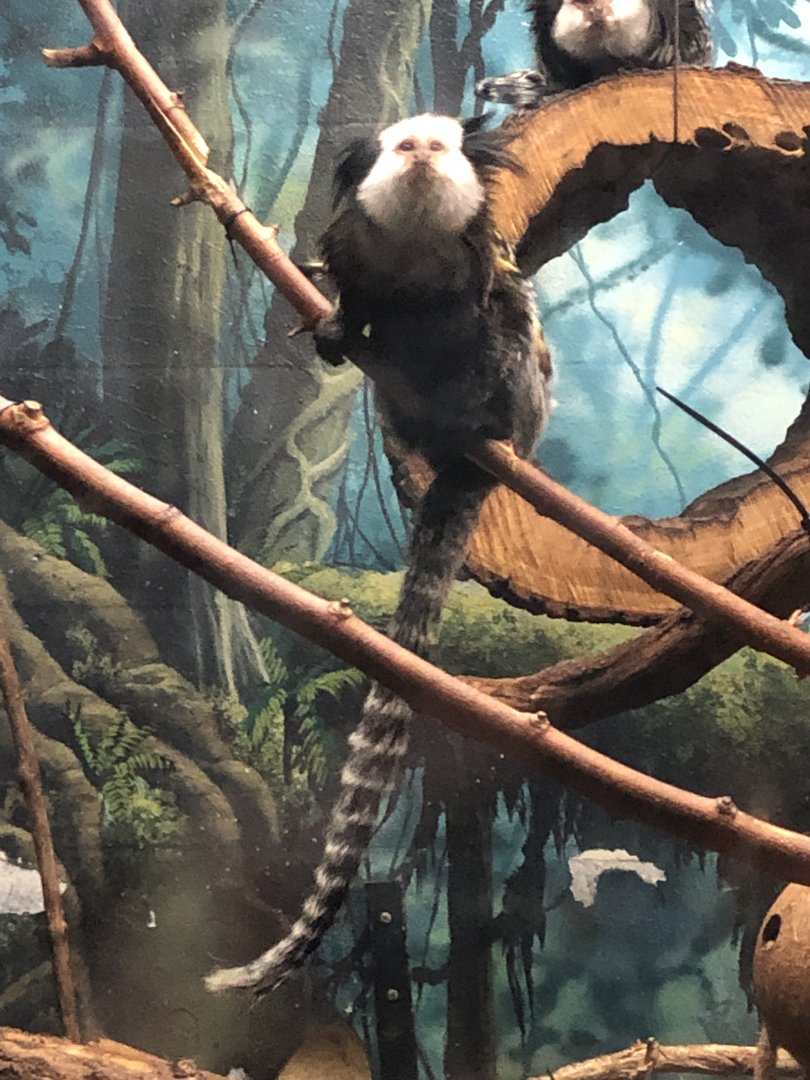 2/14/2019 - Geoffroy’s Marmoset
