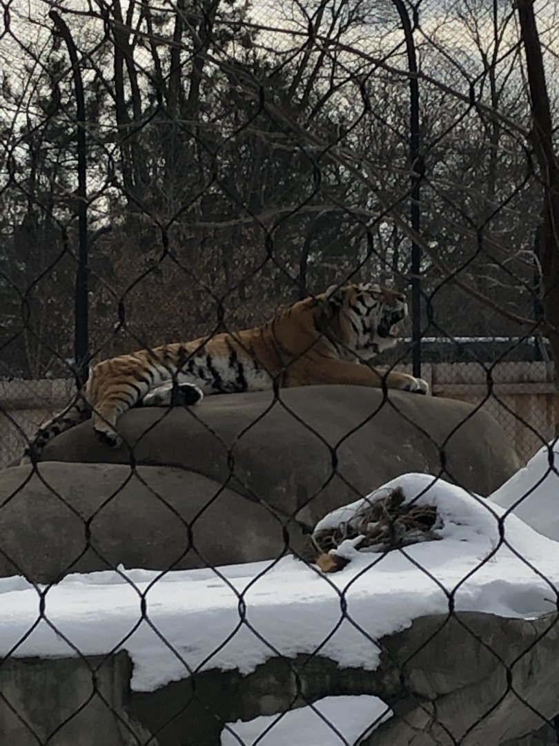 2/14/2019 - Hear Me Roar!