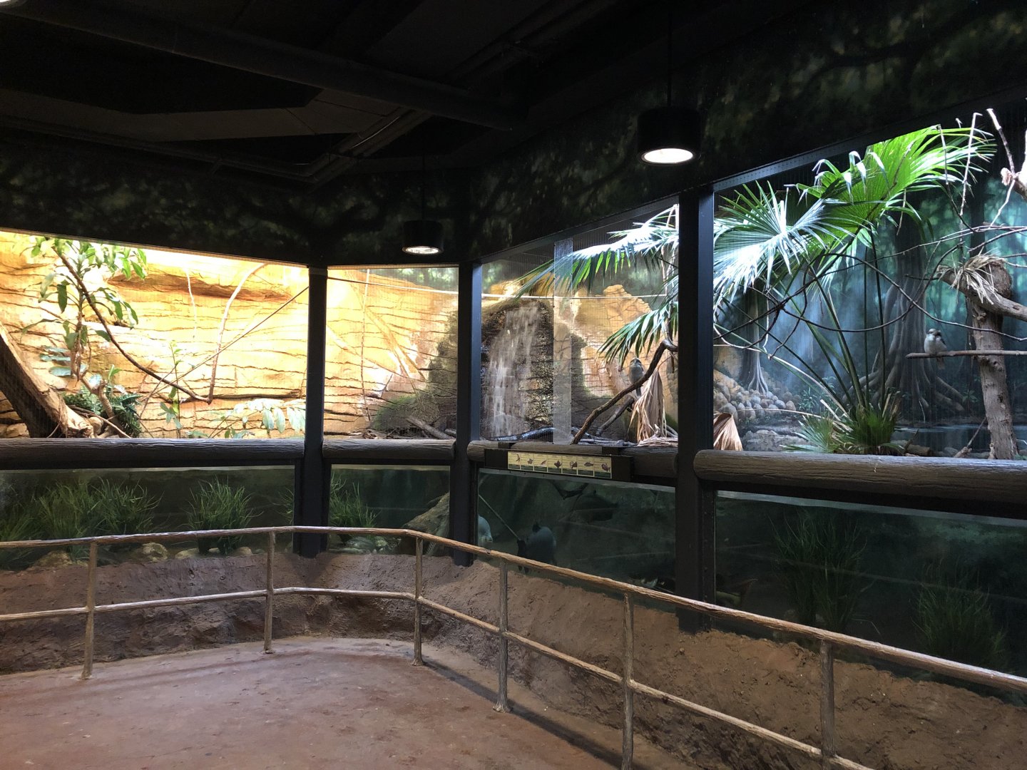 2/14/2019 - Mixed-Species Exhibit