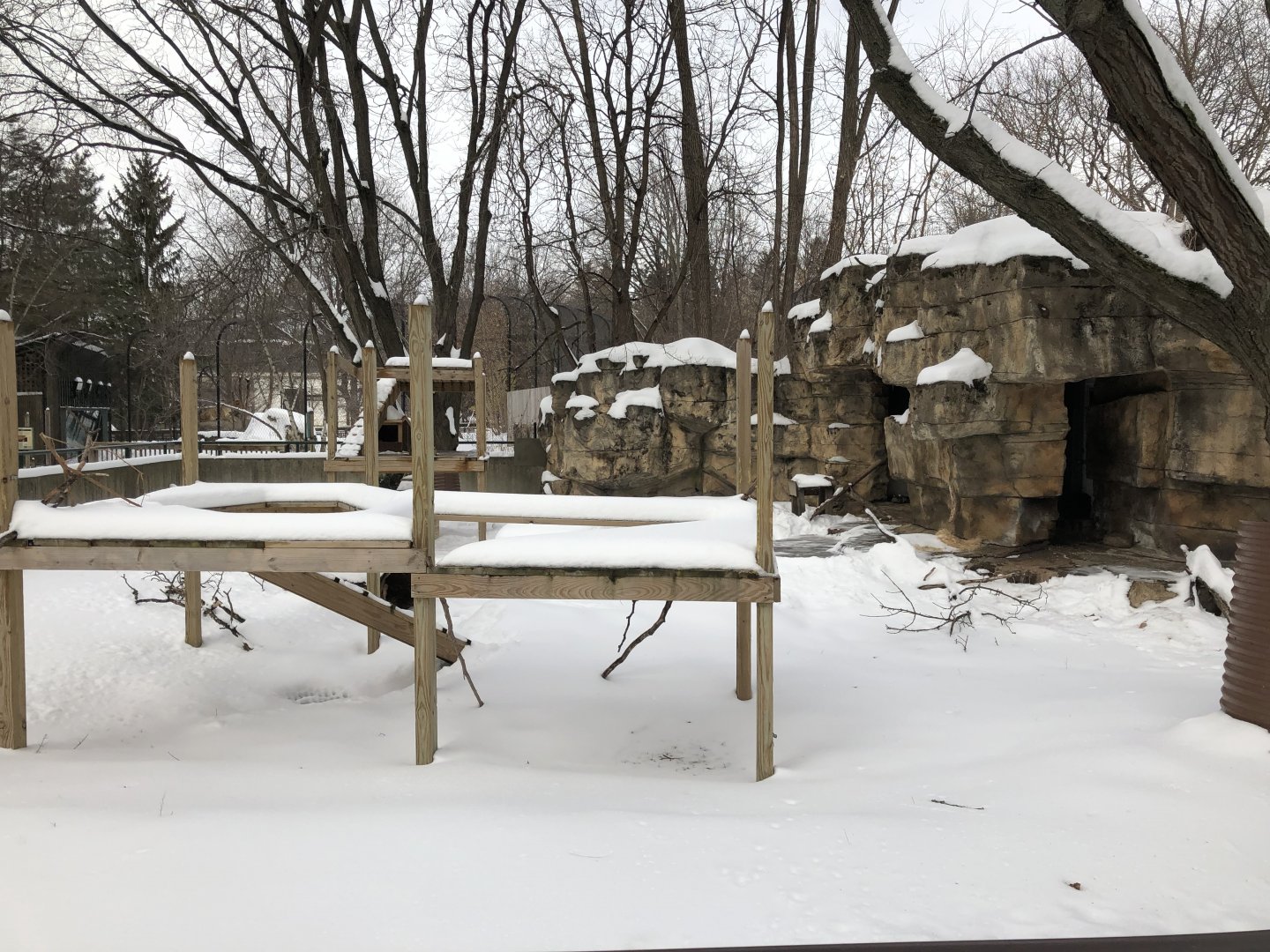 2/14/2019 - North American Porcupine Exhibit