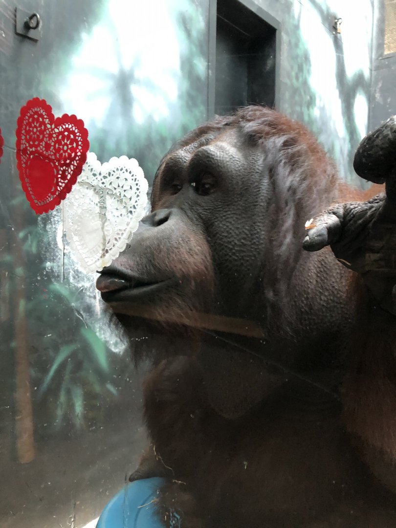 2/14/2019 - Orangutan Enjoying a “Sweet Heart”