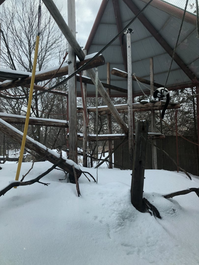 2/14/2019 - Outdoor Lemur Exhibit