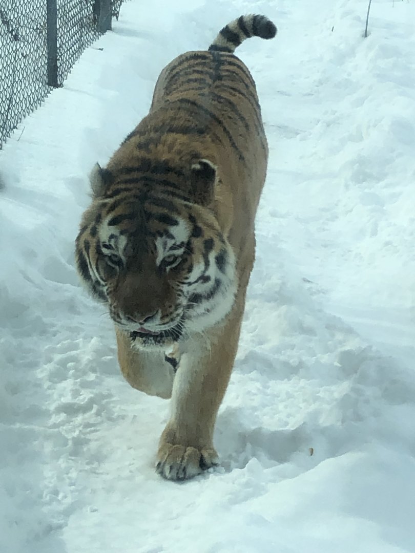 2/14/2019 - Predator of the Frozen Frontier