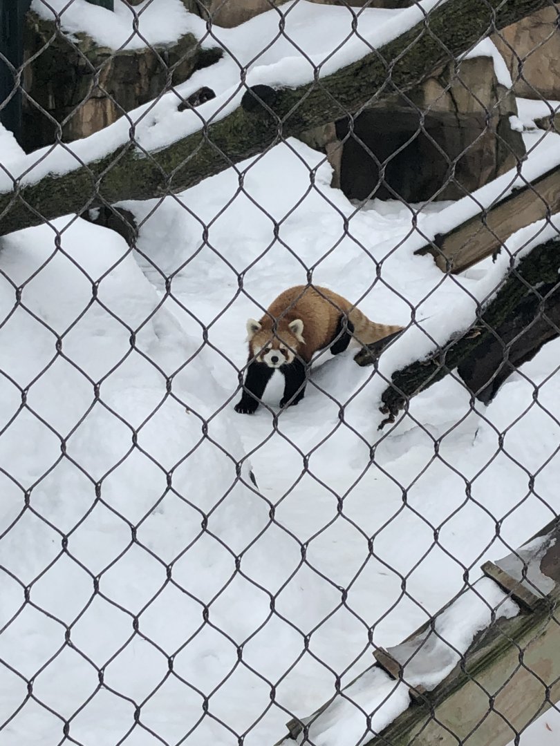 2/14/2019 - Red Panda