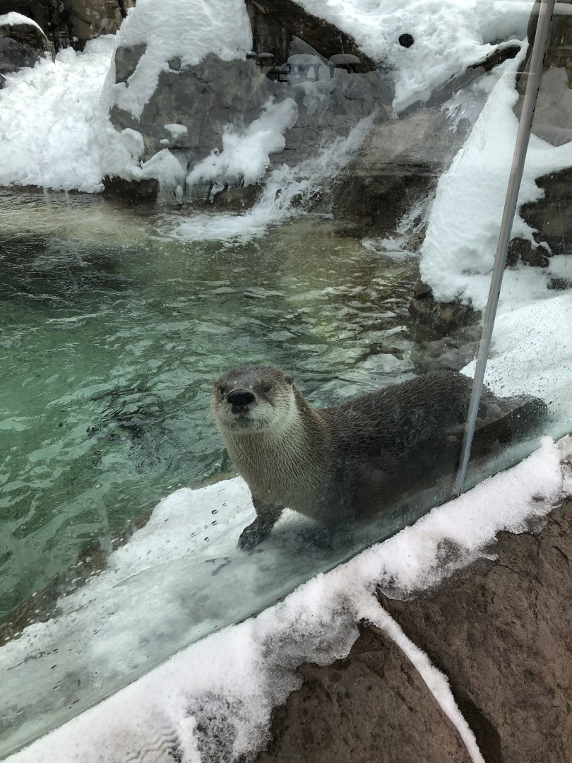 2/14/2019 - River Otter