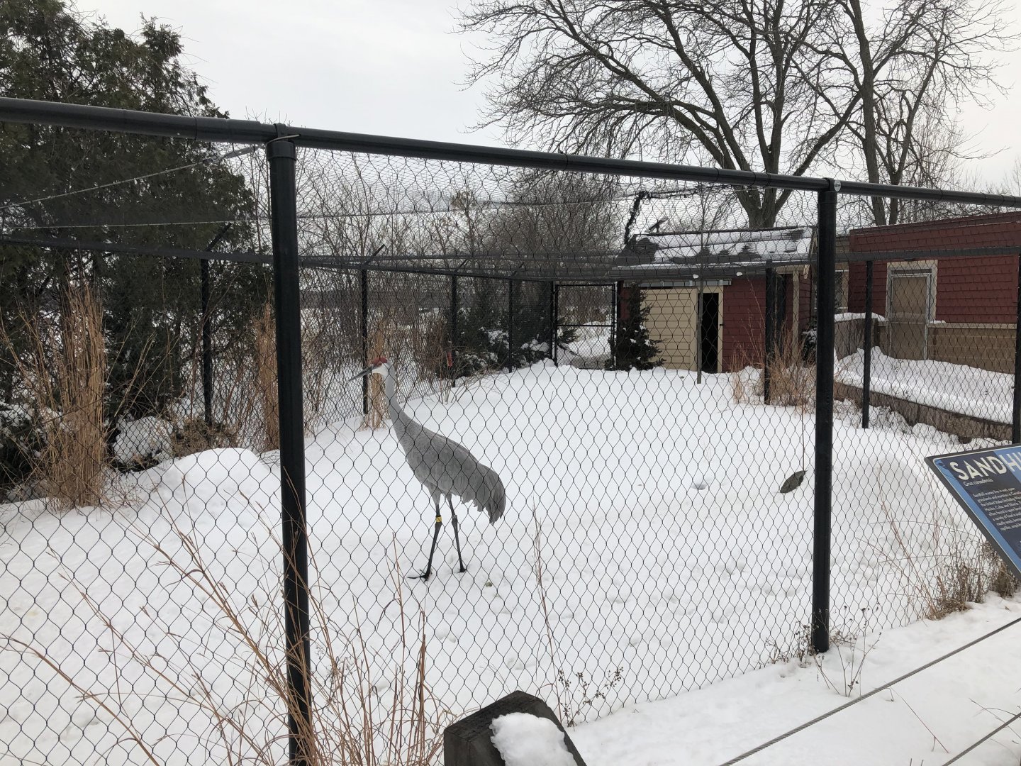 2/14/2019 - Sandhill Crane Exhibit