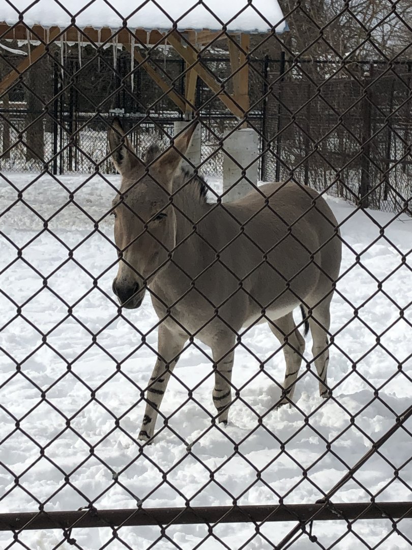 2/14/2019 - Somali Wild Ass