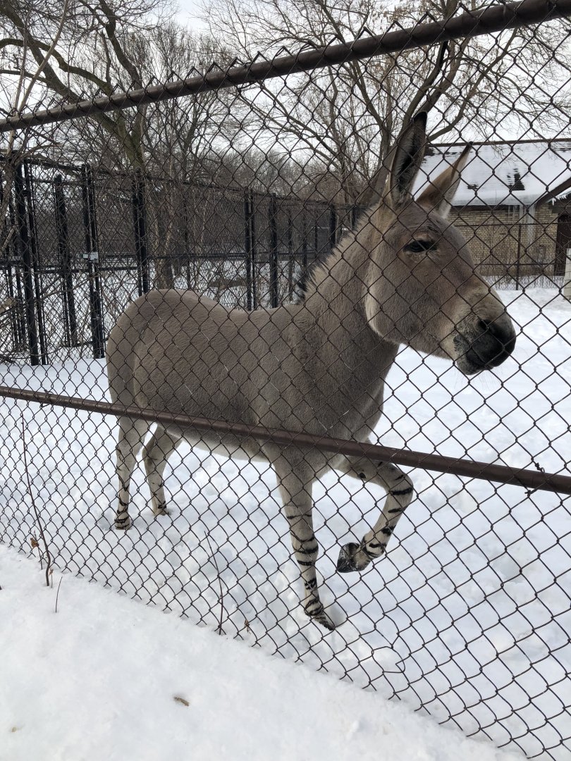 2/14/2019 - Somali Wild Ass