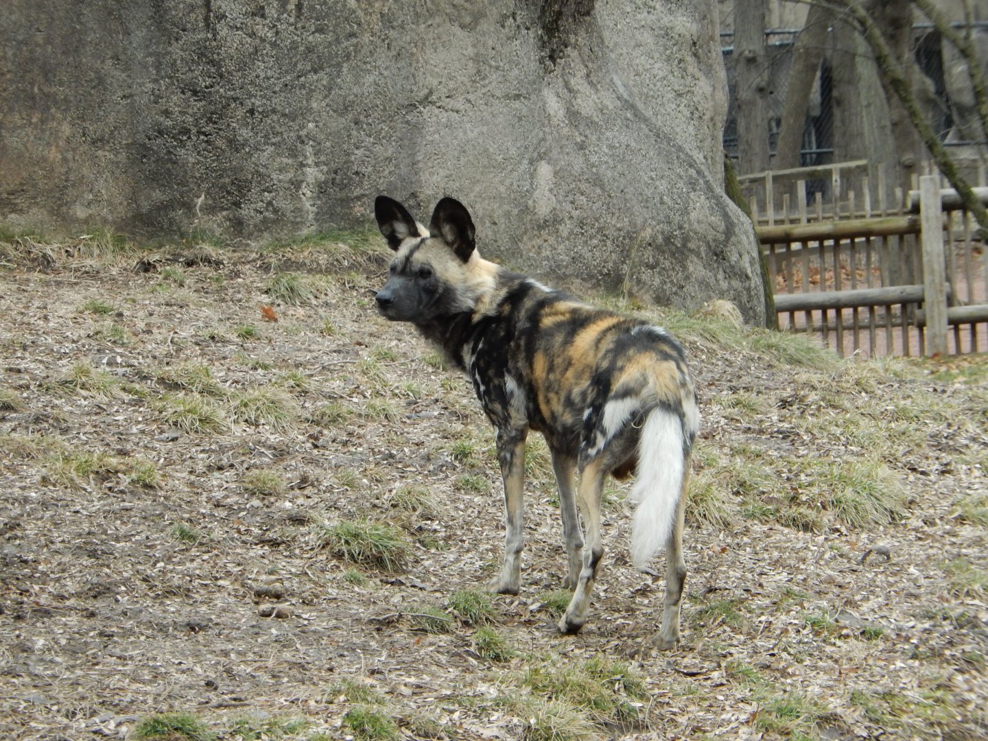 2/24/2018 - African Wild Dog