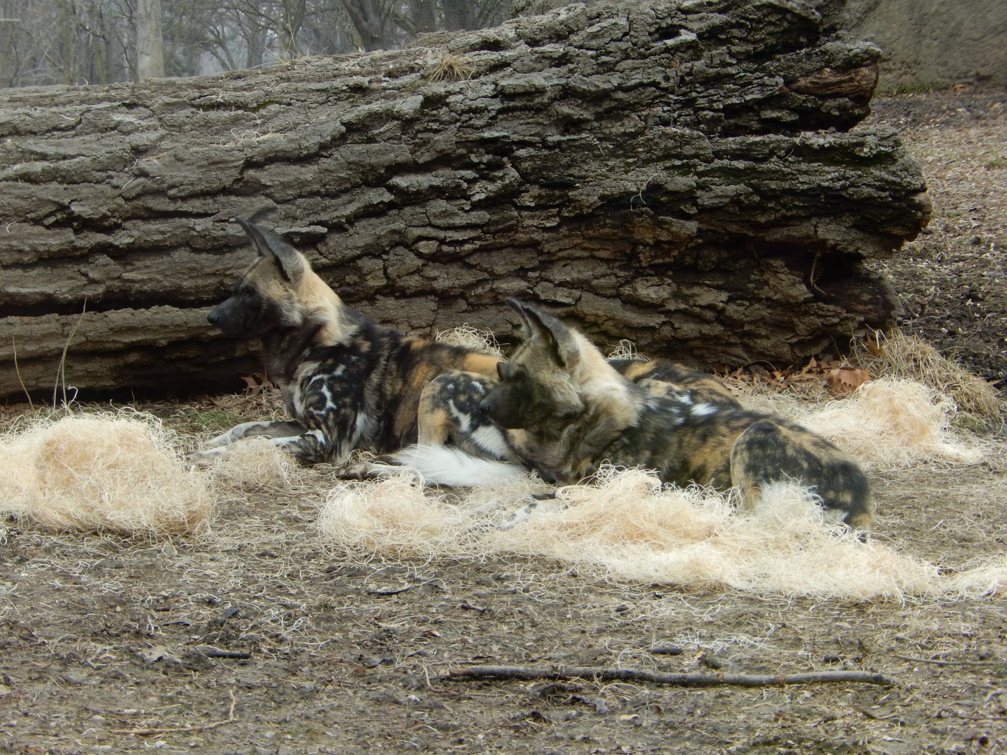 2/24/2018 - African Wild Dogs