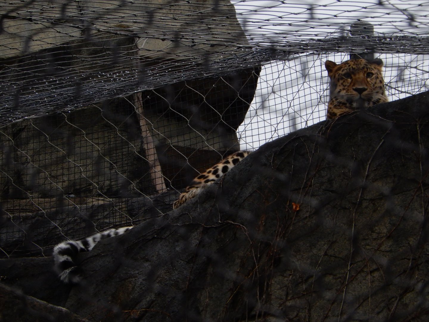 2/24/2018 - Amur Leopard